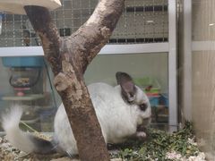 龙猫-藦茜花园宠物主题亲子互动体验馆(国顺东路店)
