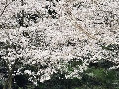 -苏州上方山国家森林公园