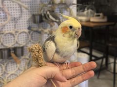 -吉丁鸟咖·异宠·寄养