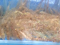 新花城海鲜火锅-新花城蟹粉馆(乌鲁木齐店)