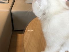 -猫腻·猫咖·撸猫馆(星光大道店)