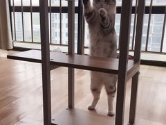 -共舞时光猫咖·狗咖(新街口店)