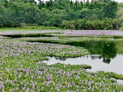 -白鹭湾湿地公园