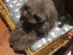 -爱宠屋pet shop·宠物洗澡·宠物美容