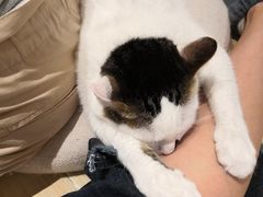 -momokira米努特·德文卷毛猫·棉花面纱犬