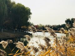 -大兴滨河森林公园