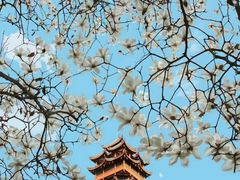 -塔子山公园