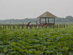 -西青郊野公园