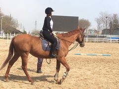 -大连凯洋马术俱乐部有限公司