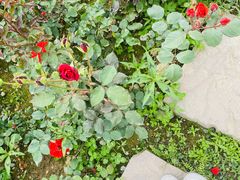 -桤木河湿地公园