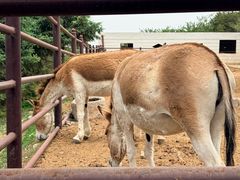 -青藏高原野生动物园