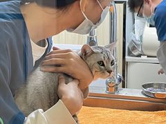 -瑞派紫金宠物医院24小时·骨科·中兽医·重症转诊中心(番禺大石院)
