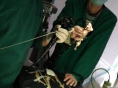 -爱侣宠医·鹦鹉专科·小型哺乳类·异宠专科(灵石路店)