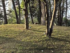 -四海公园(南山区)