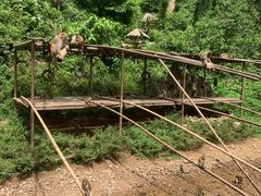 -西双版纳原始森林公园