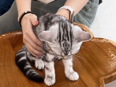 -共舞时光猫咖·狗咖(新街口店)