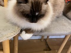 -Let's go狗咖·猫咖·奶狗·桌游(春熙路IFS店)