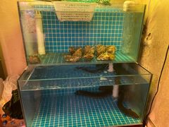 -千吉日本料理(日本一条街店)