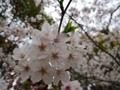 -高东镇樱花园