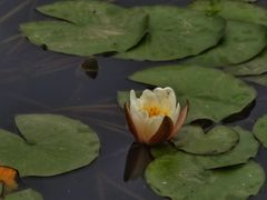 -绿堤公园