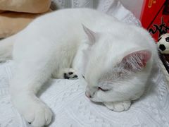 -lincat·猫舍(广州店)