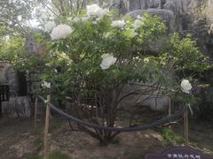 -太阳宫公园