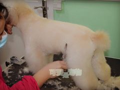 多多-可爱是宠物(容辰庄园店)