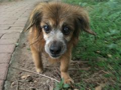 -彩虹桥宠物火化殡葬善终服务(金乐大厦店)