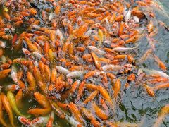 -广东圆玄道观