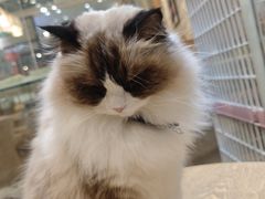 -藏猫猫咖啡主题馆(中央大道店)