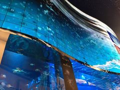 -迪拜水族馆及水下动物园