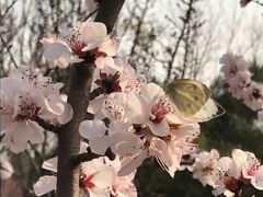 -北京鹫峰国家森林公园