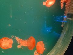-海合安青岛极地海洋公园