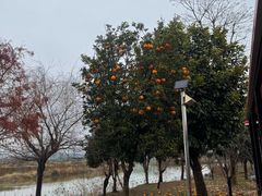 -米果果小镇