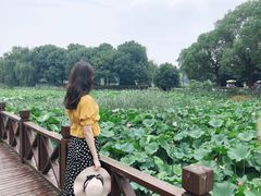 -荷塘月色湿地公园·向阳花洲
