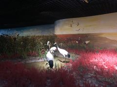 -盐城丹顶鹤湿地生态旅游区