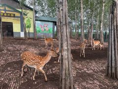 -绥化市森林植物园