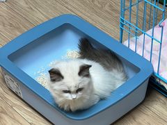-babydoll猫舍·米努特·德文·缅因(久光中心店)