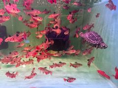 -双季花艺园艺市场(浦东店)