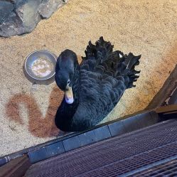 -酷嗒动物文化乐园(cutezoo西溪乐天城店)