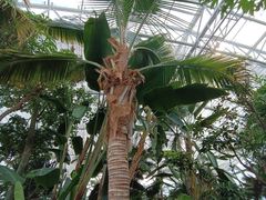 -北京植物园-展览温室