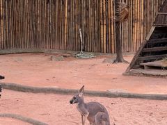 -深圳野生动物园