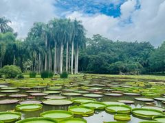 -中国科学院西双版纳热带植物园