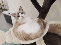 -有喵·猫咖·狗咖·30几只猫10只小狗(岗厦店)