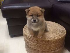 -1013 PET SHOP 宠物商店(近铁城市广场店)