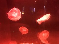 -南昌融创海世界