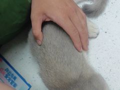 -宠颐生宠物医院·心肾内科·猫专科诊疗中心宠巢店
