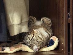 -心仪动物医院·牙专科·肿瘤·心脏科(西客站院)