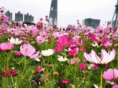 -海心沙亚运公园