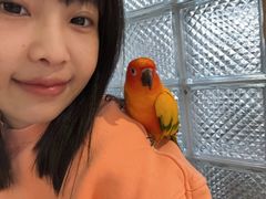 -吉丁鸟咖·异宠·寄养